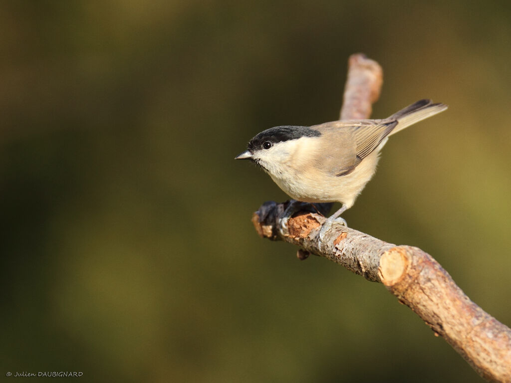 Mésange nonnette, identification