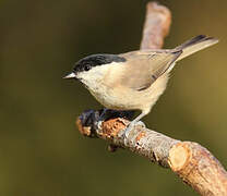 Marsh Tit