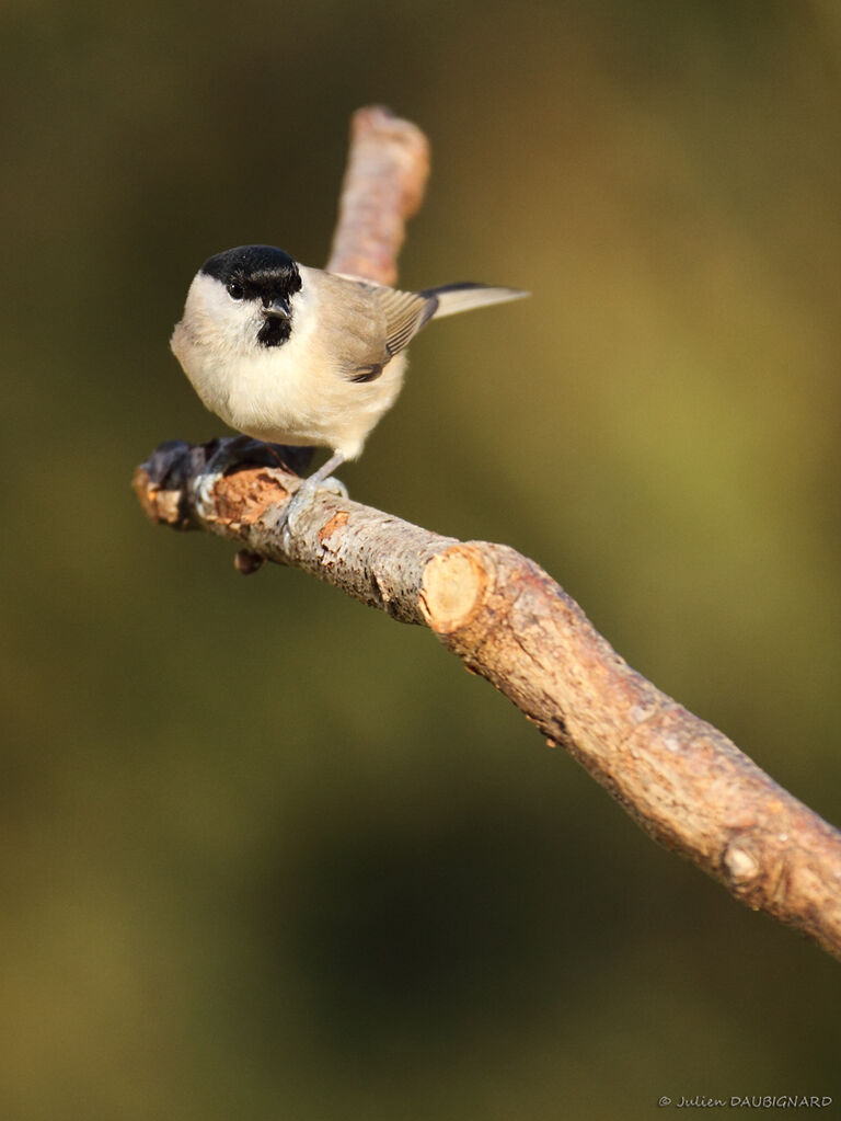 Mésange nonnette, identification