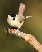 Marsh Tit