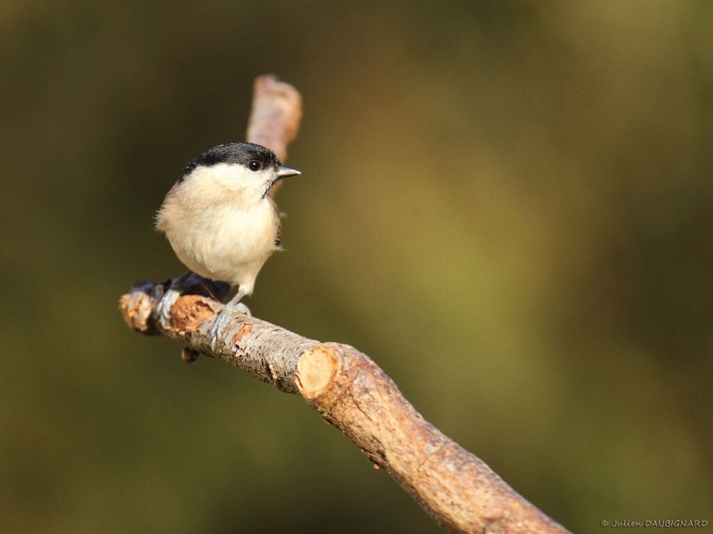 Mésange nonnette, identification