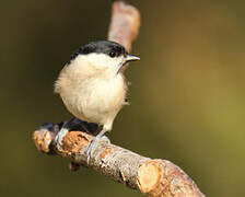 Marsh Tit