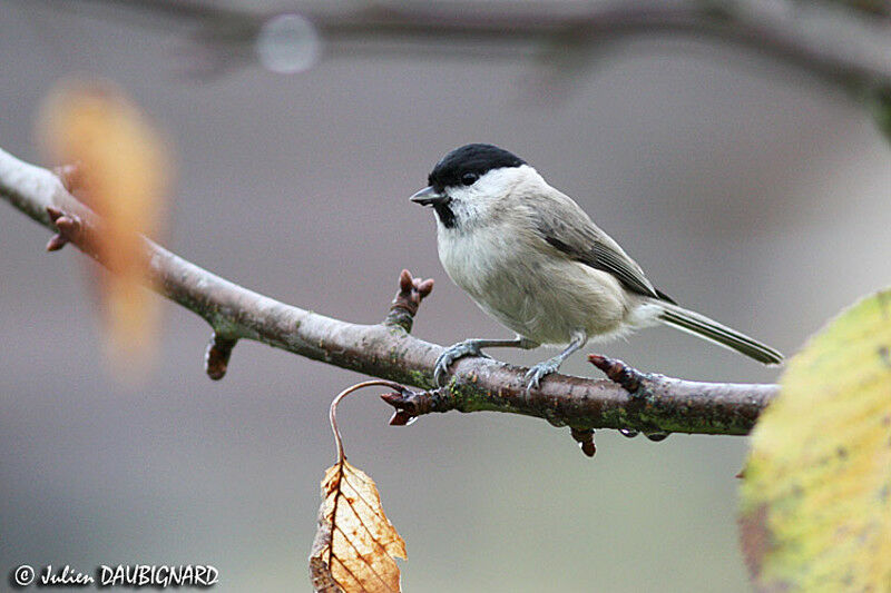 Marsh Tit