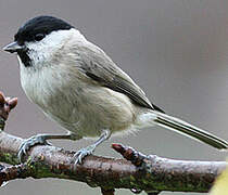 Marsh Tit