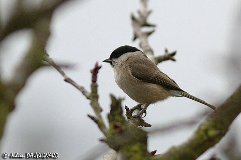 Mésange nonnette