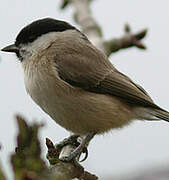 Marsh Tit