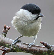 Marsh Tit