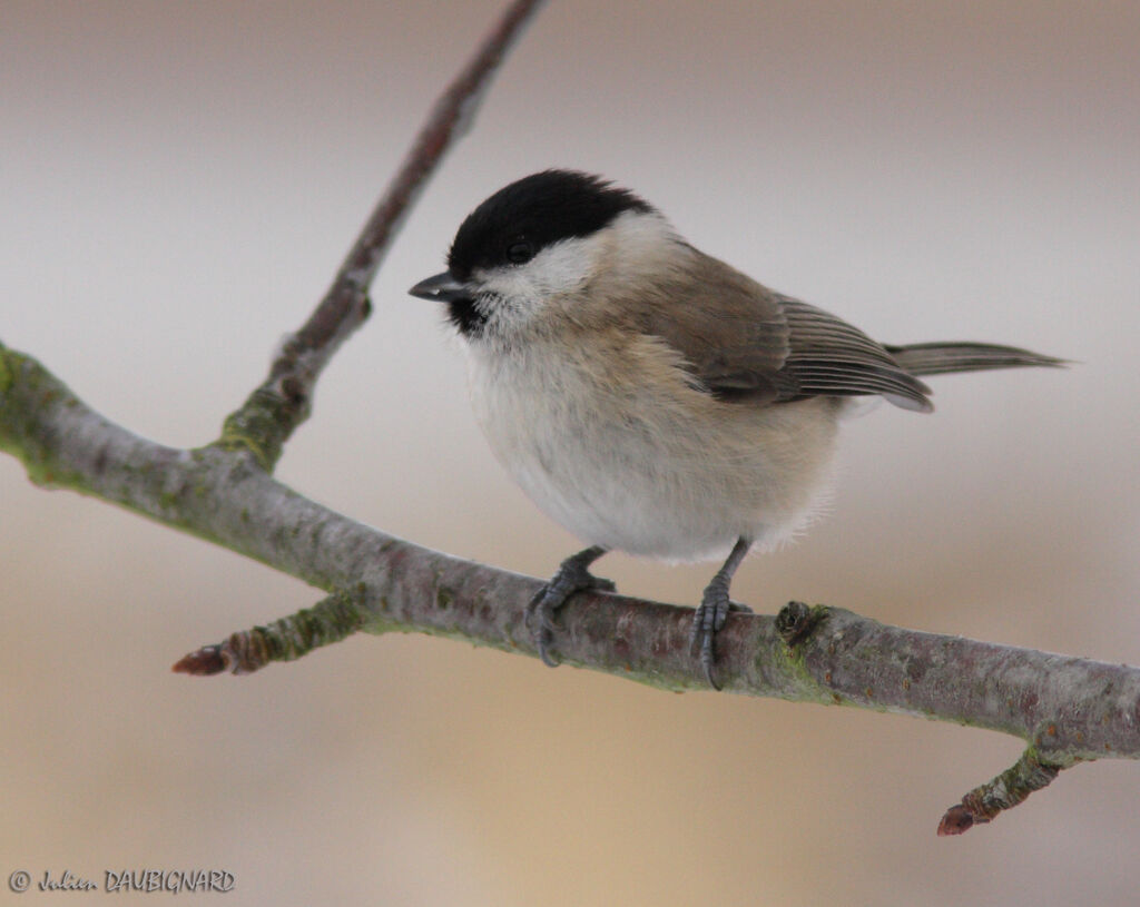 Mésange nonnette, identification