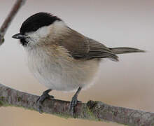 Marsh Tit