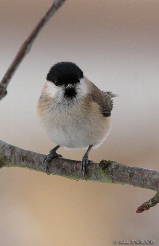 Mésange nonnette, identification