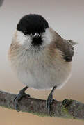 Marsh Tit