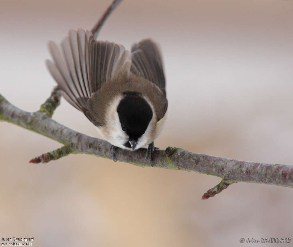 Marsh Tit, aspect, pigmentation