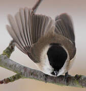 Marsh Tit