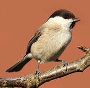 Marsh Tit