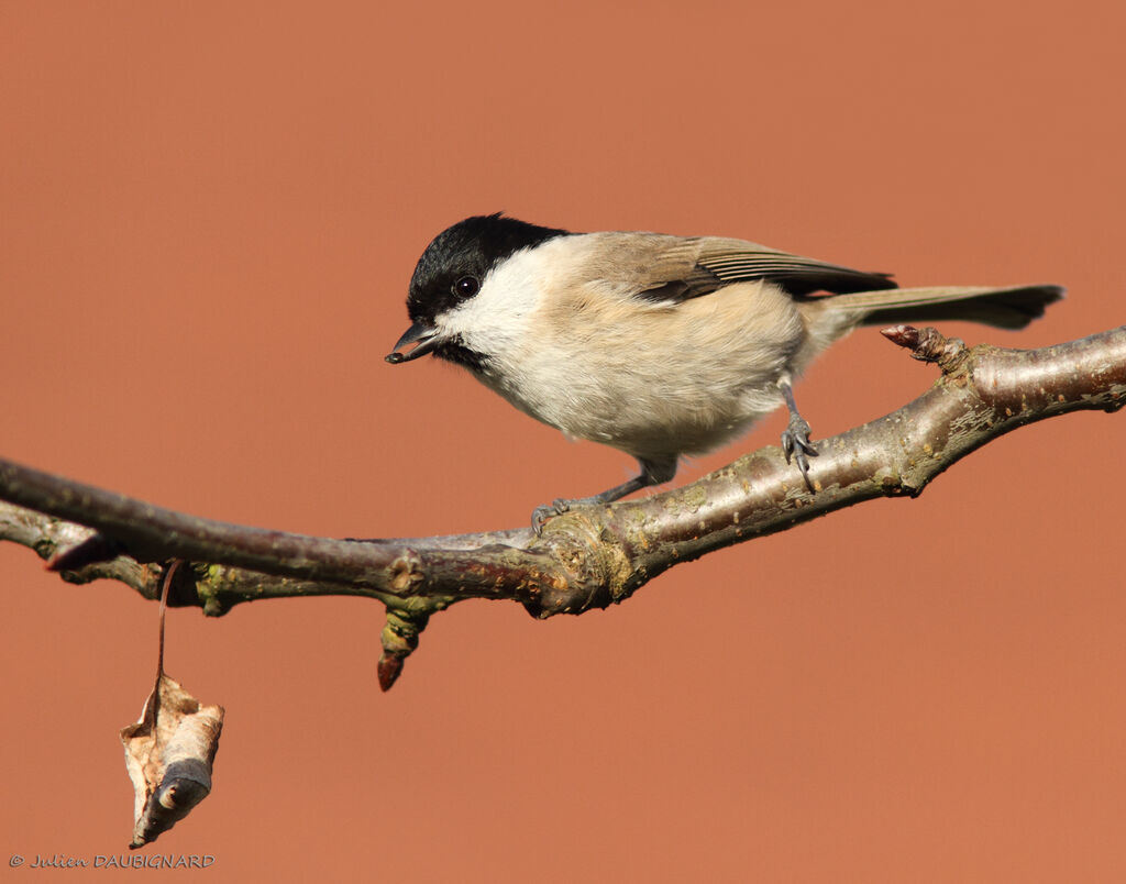 Mésange nonnette, identification