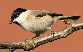 Marsh Tit