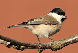 Marsh Tit