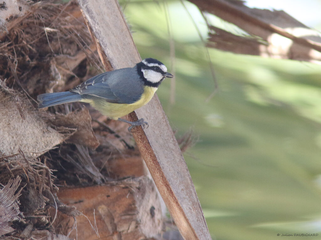 African Blue Tit, identification