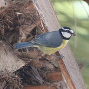 African Blue Tit