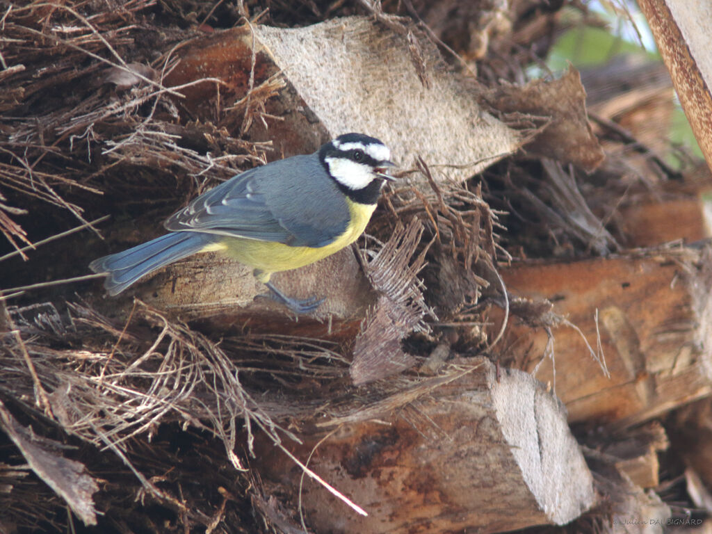 Mésange nord-africaine, identification