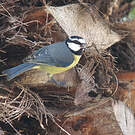 Mésange nord-africaine