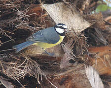 African Blue Tit