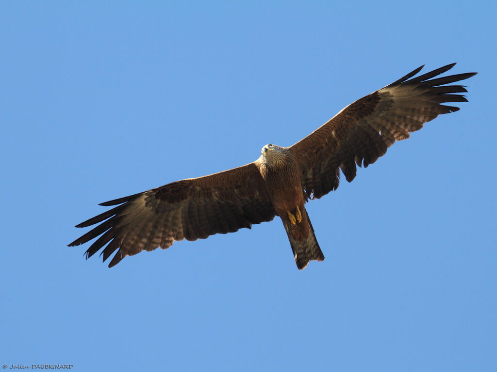 Black Kite, Flight