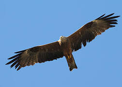 Black Kite