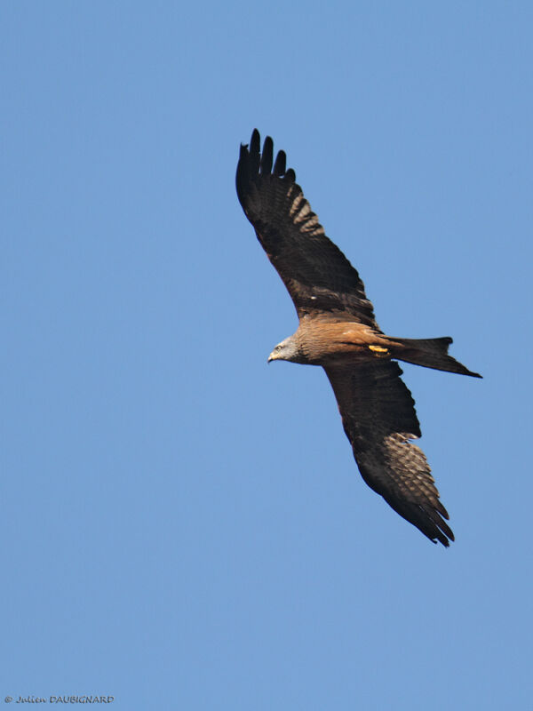 Black Kite, Flight