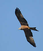 Black Kite