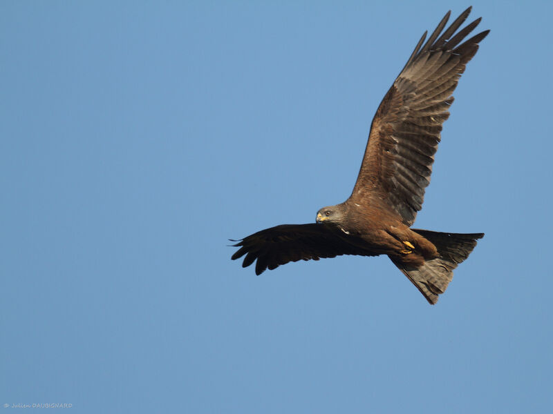 Black Kite, identification, Flight