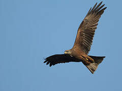 Black Kite