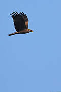 Black Kite