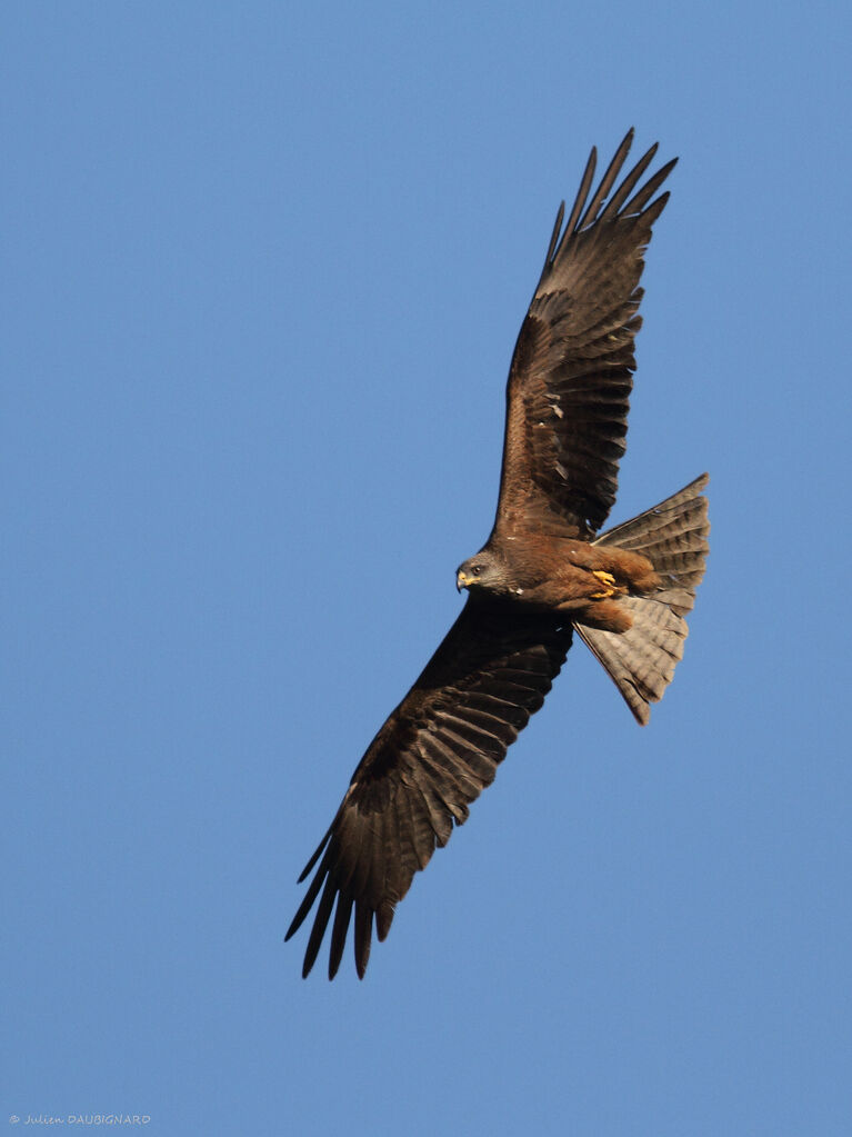 Black Kite, Flight