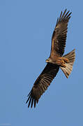 Black Kite