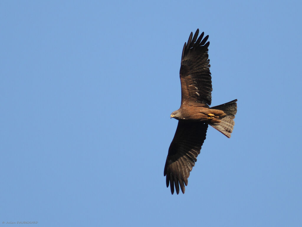 Black Kite, Flight