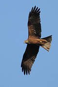 Black Kite