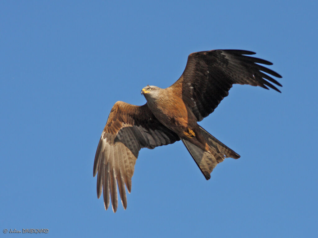 Black Kite, Flight