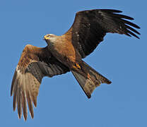 Black Kite