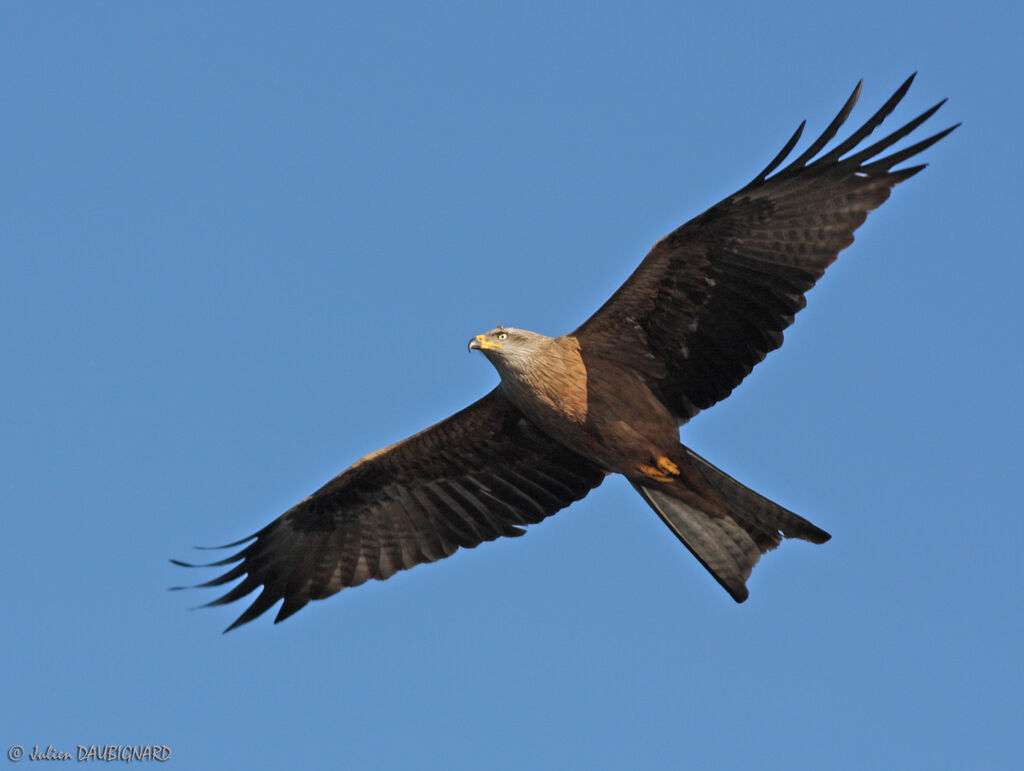 Black Kite, Flight