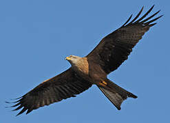 Black Kite