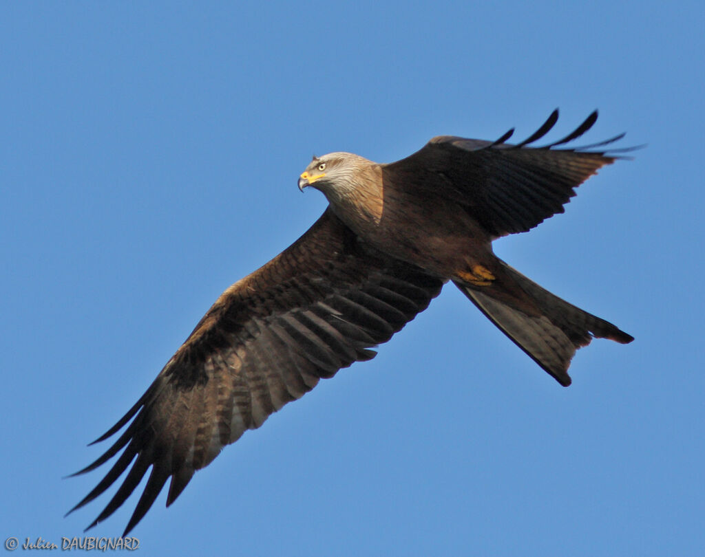 Black Kite, Flight