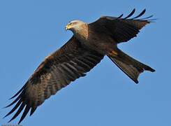 Black Kite