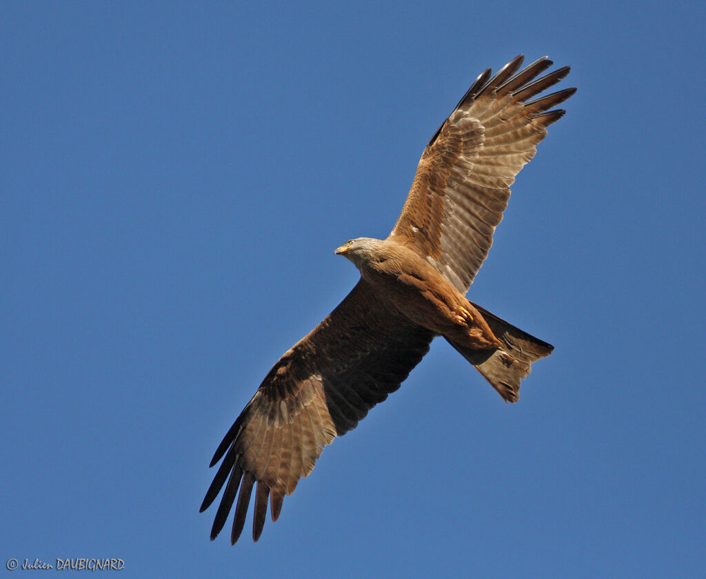 Black Kite, Flight