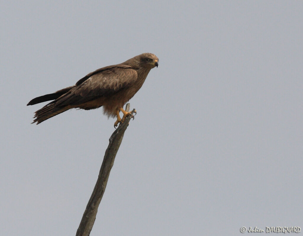 Black Kite, identification