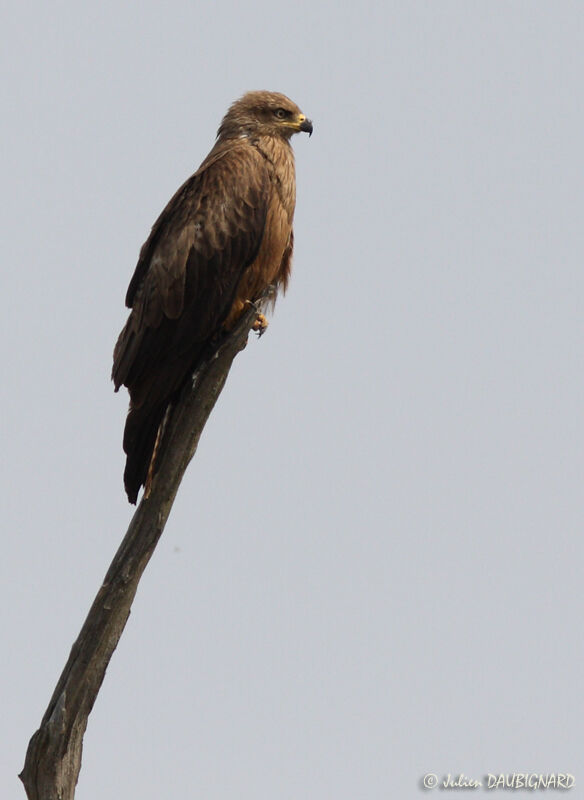 Black Kite, identification