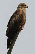 Black Kite