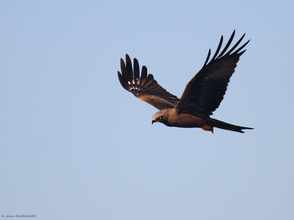 Black Kite, Flight