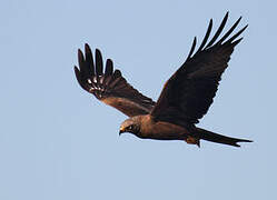 Black Kite