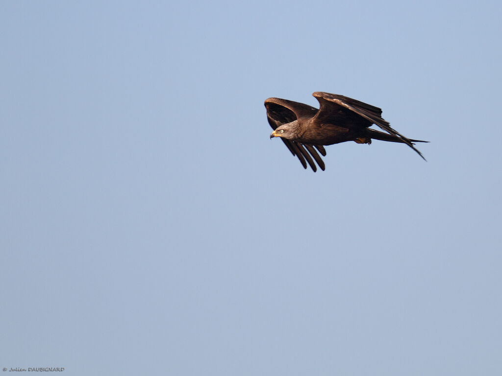 Black Kite, Flight